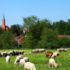 Wattenweiler im Günztal