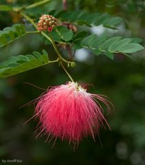 Wattepauschblume