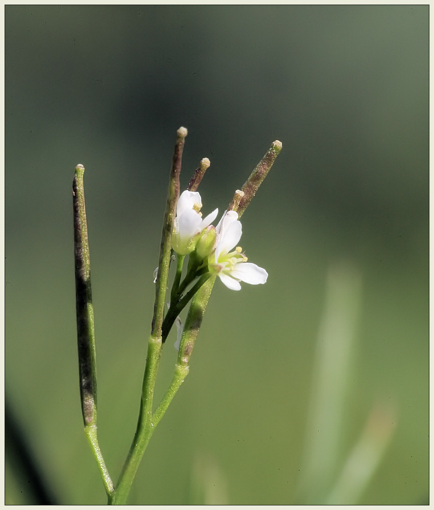 ...wattestäbchenblüte...