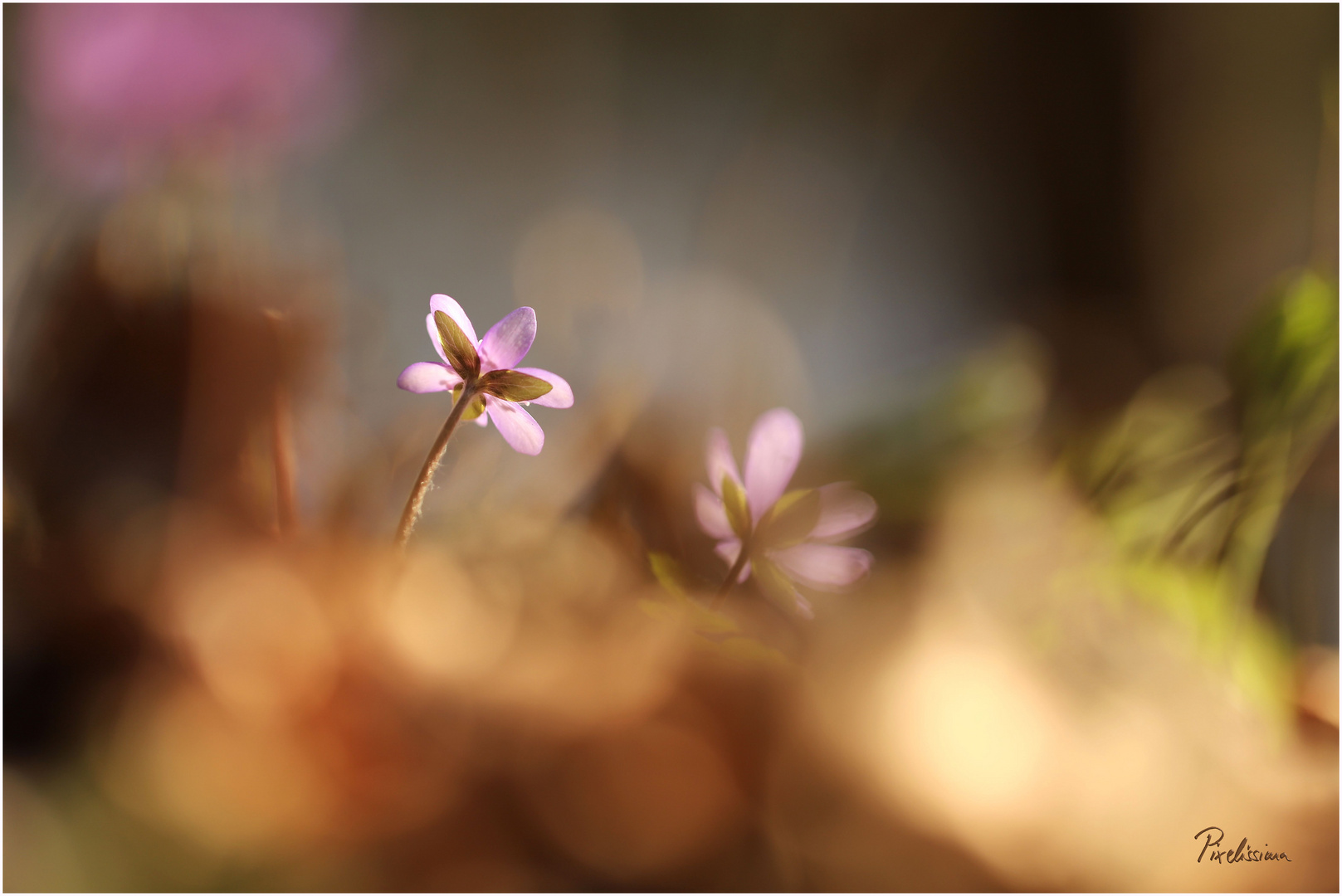 Watteweicher Frühling