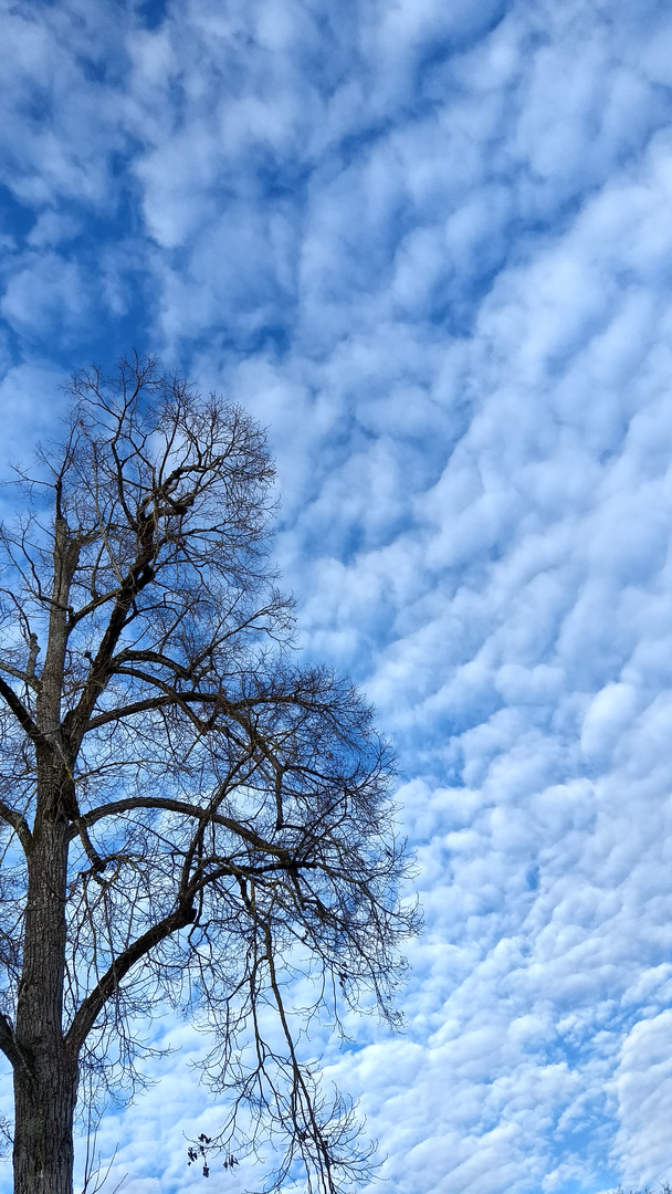 Wattewolken - 27.12.18