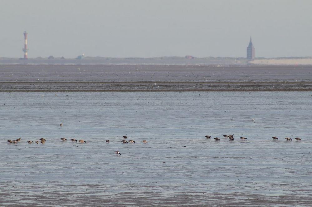 Wattgebiet zwischen Harlesiel und Wangerooge bei Niedrigwasser