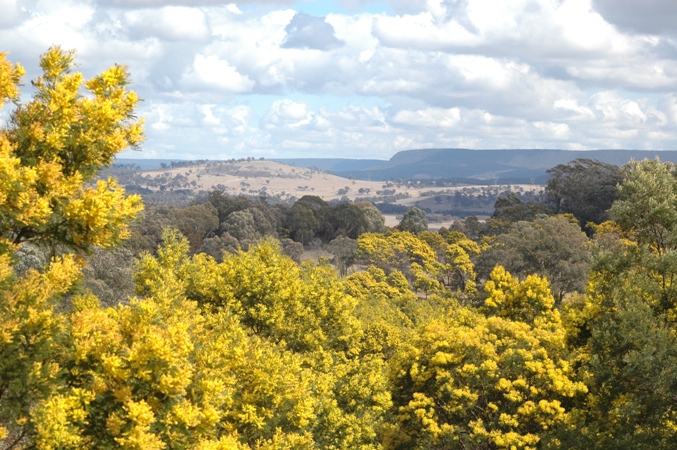 Wattle Bluete