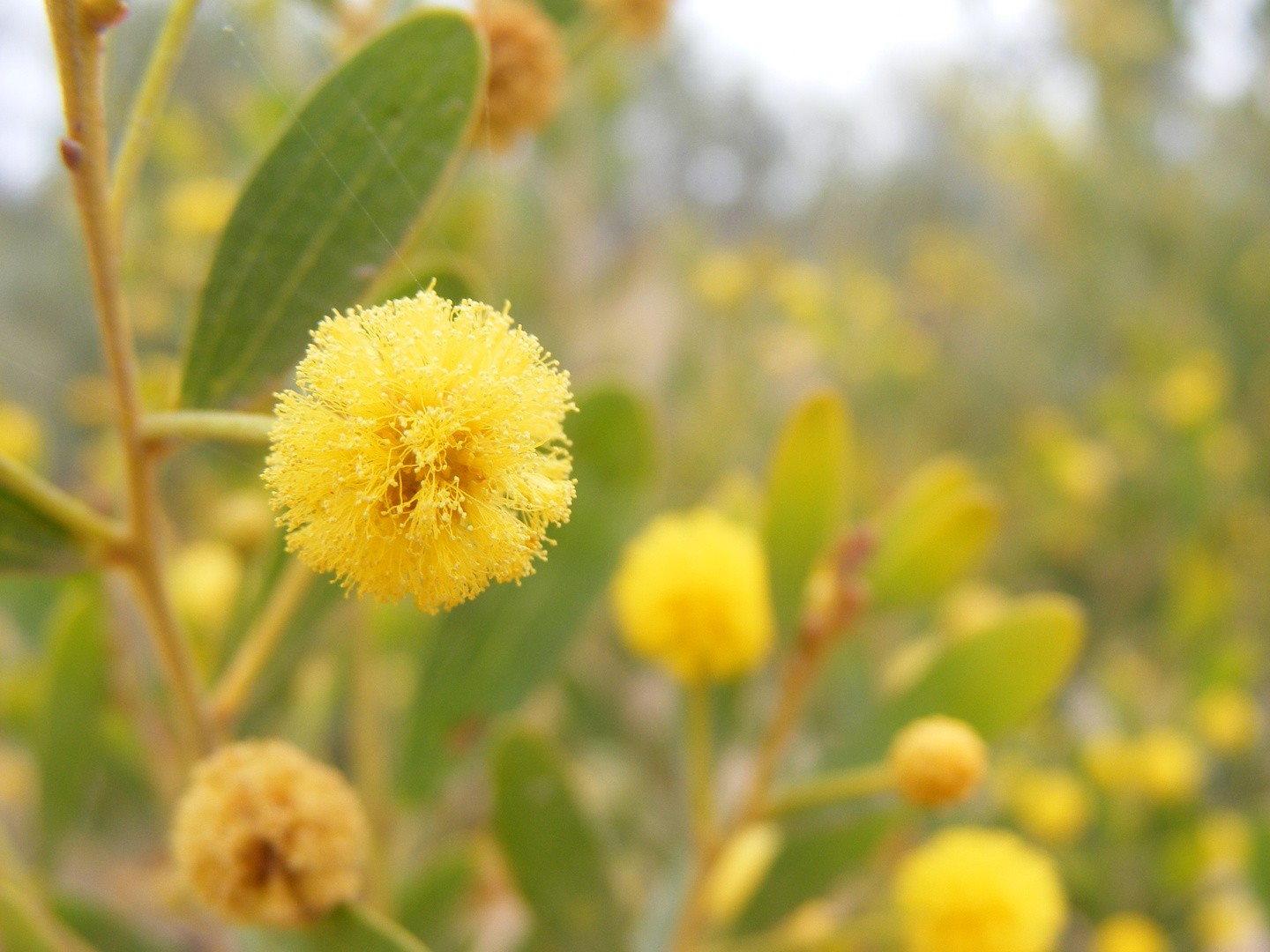 Wattle