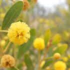 Wattle