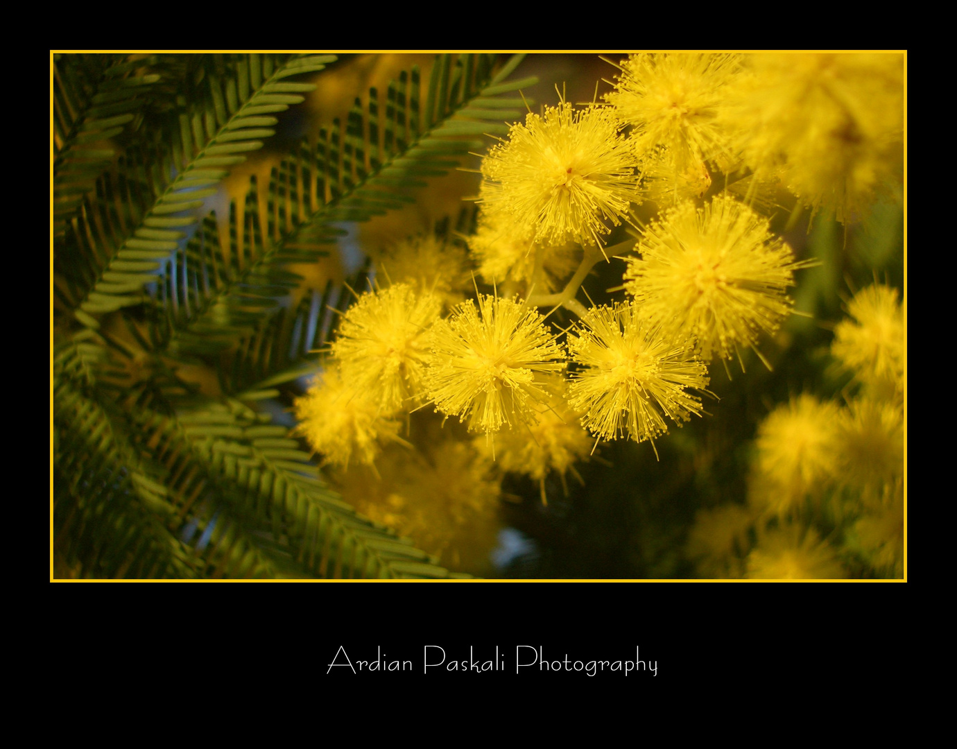 Wattle Flowers