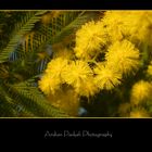 Wattle Flowers