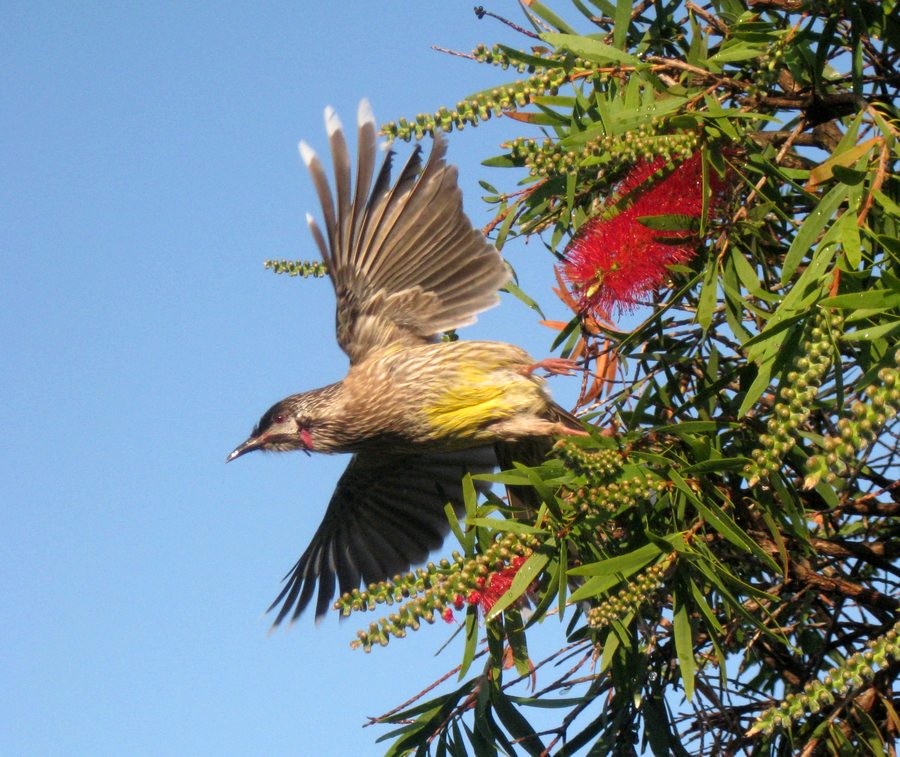 Wattlebird leaving bottlebrush