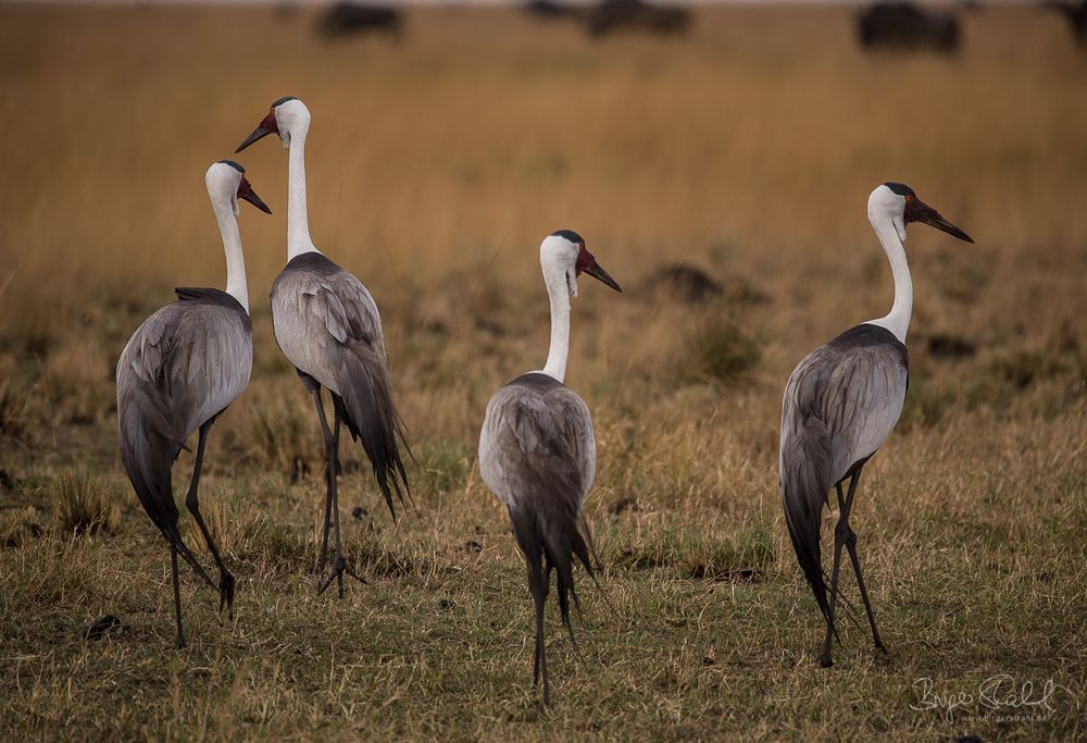 Wattled Crans auf den Liuwa Plains