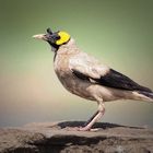 wattled Starling im Prachtkleid