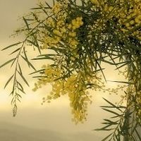 Wattletree