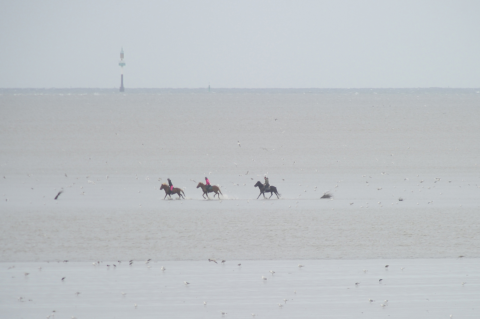 Wattreiten vor Cuxhaven bzw. Neuwerk