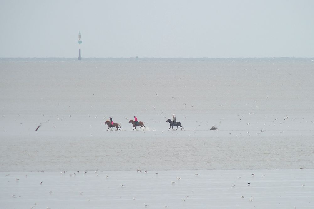 Wattreiten vor Cuxhaven bzw. Neuwerk