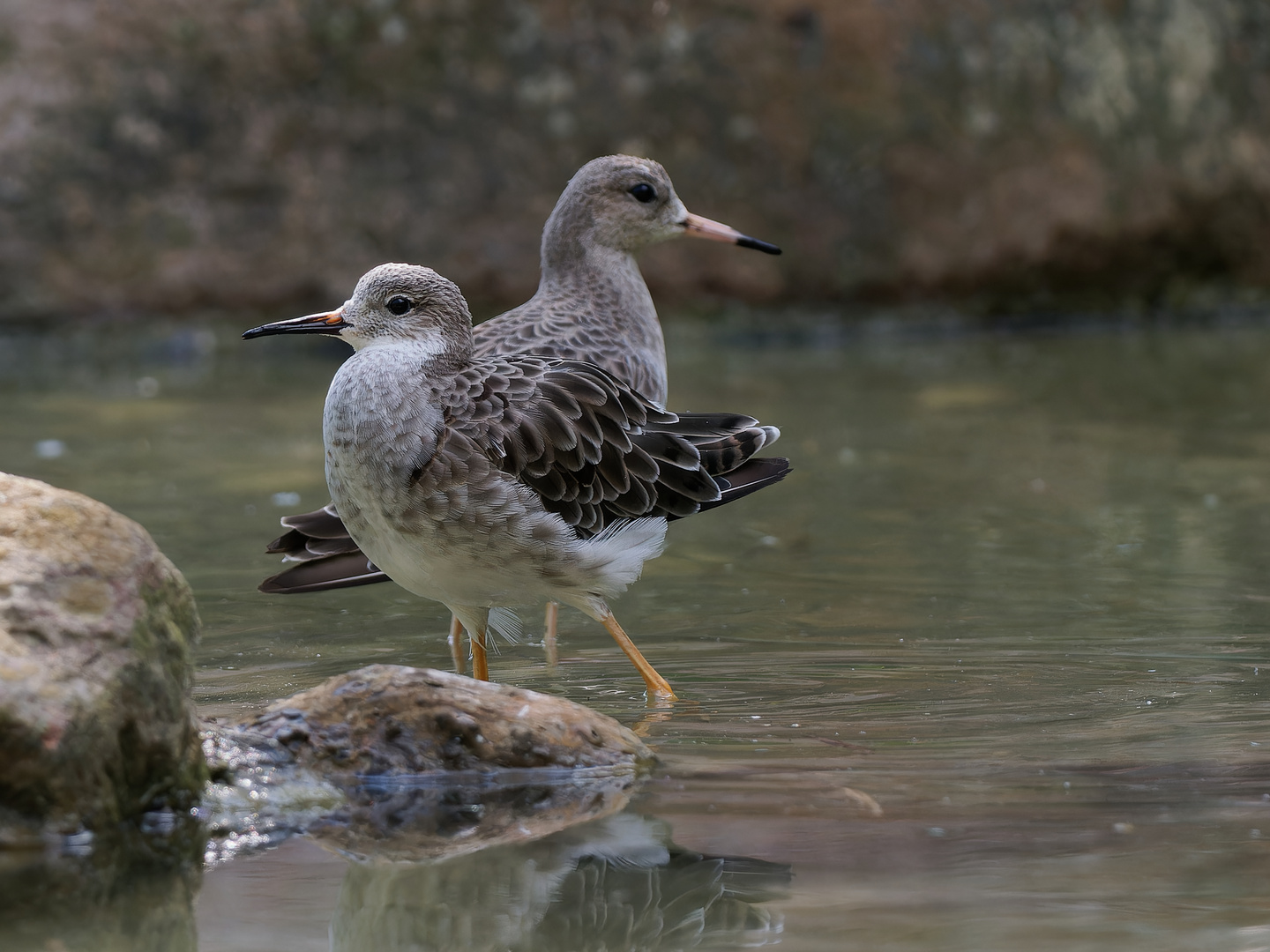 Wattvögel im Allwetterzoo - Rotschenkel