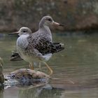 Wattvögel im Allwetterzoo - Rotschenkel