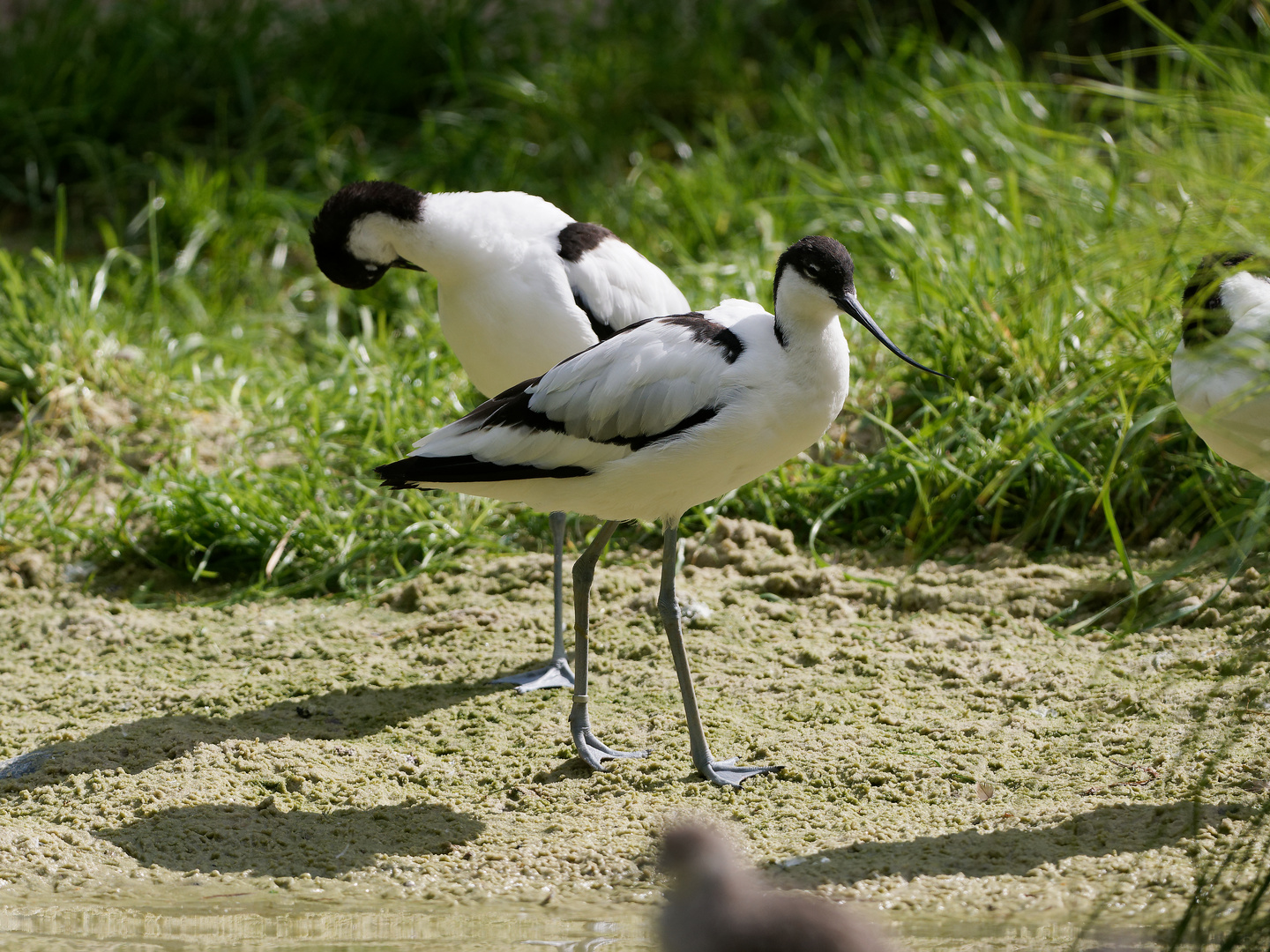 Wattvögel im Allwetterzoo - Säbelschnäbler