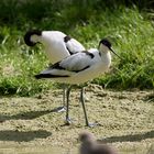 Wattvögel im Allwetterzoo - Säbelschnäbler