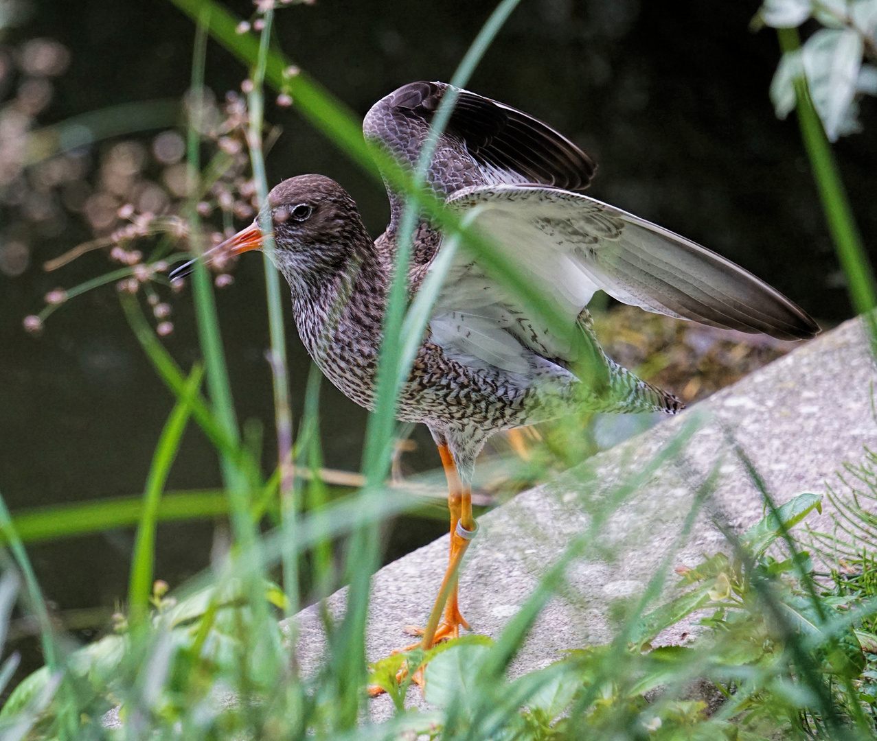 Wattvogel.