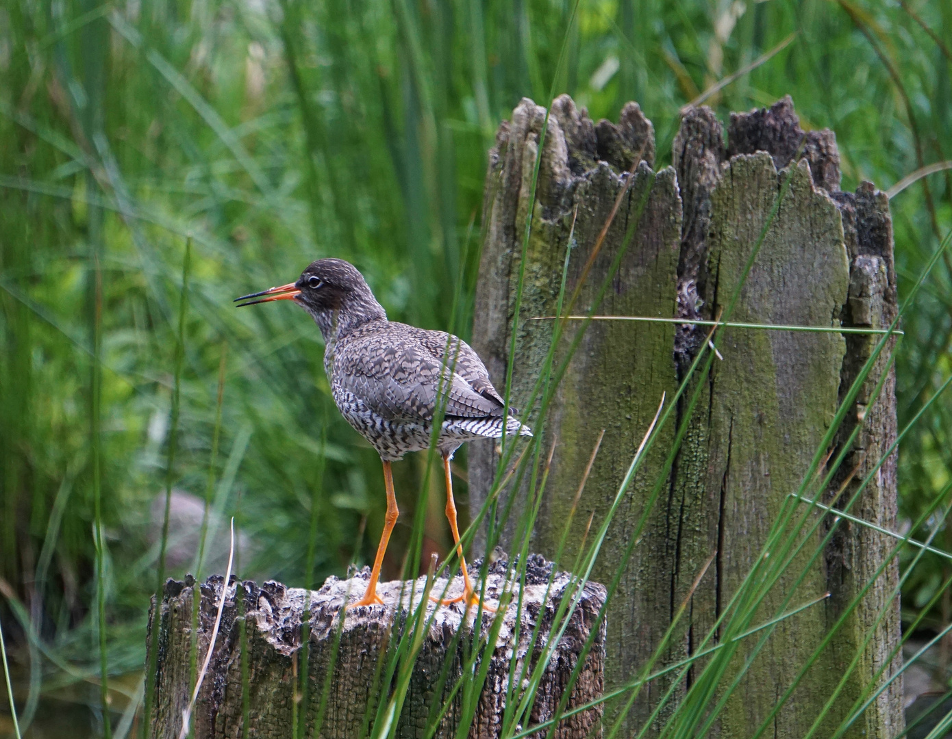 Wattvogel