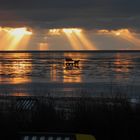 Wattwagenfahrt bei Sonnenuntergang