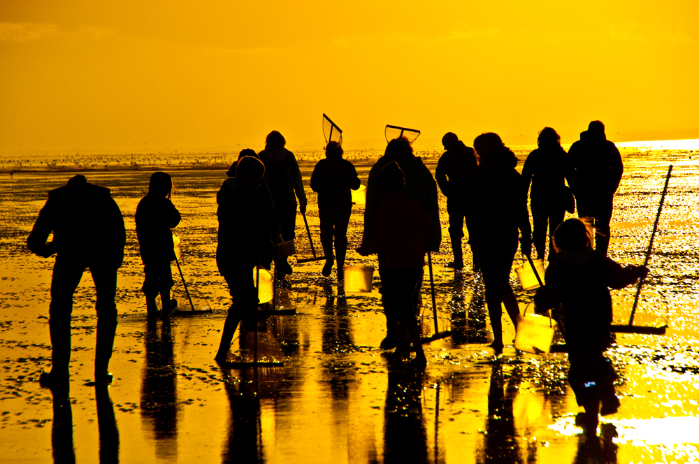 Wattwandern auf Texel