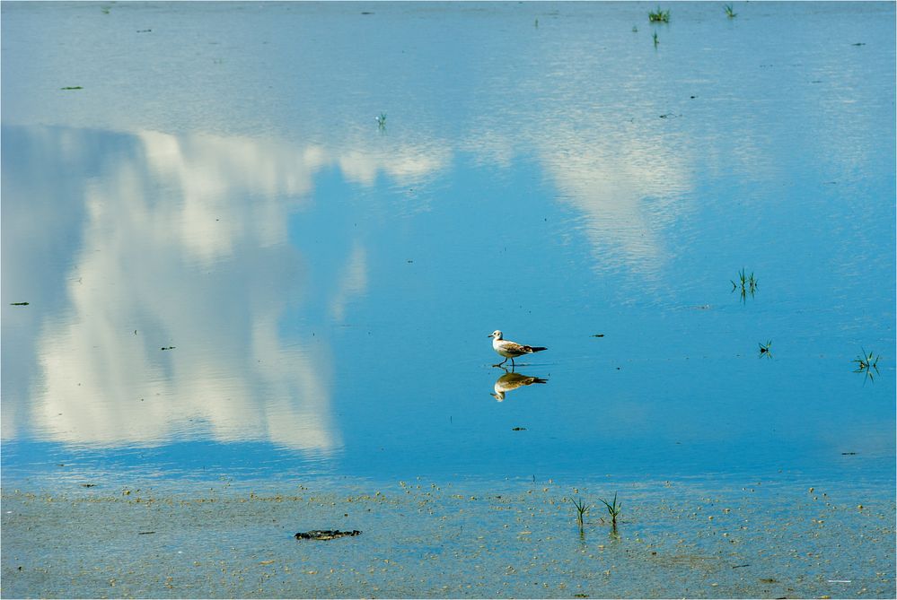 Wattwanderung am Spiegeltag