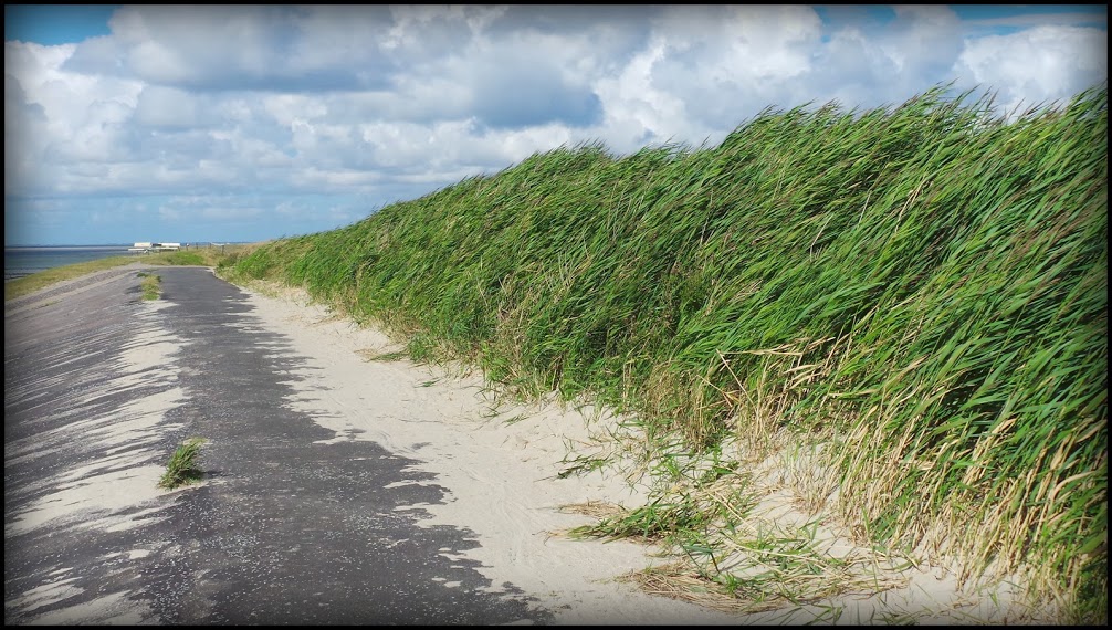 Wattwanderung auf Föhr bei steifer Briese 