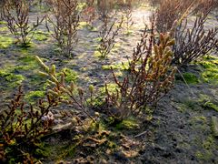 Wattwanderung in St. Peter Ording