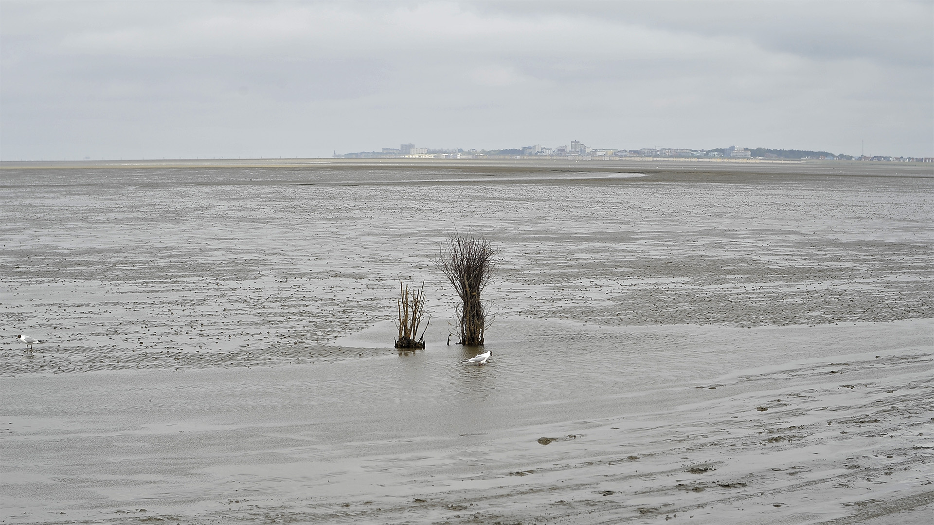 Wattwegmarkierung für die Route von Cuxhaven (am Horizont) zur Insel Neuwerk