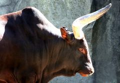 Watusi