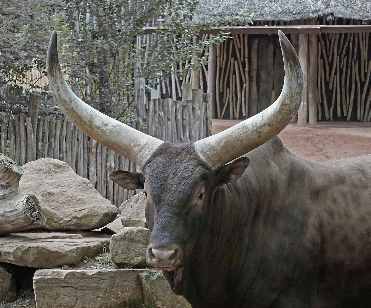 WatussiRind Foto &amp; Bild fun, zoom, zoo Bilder auf