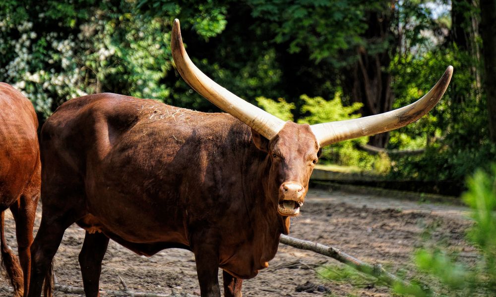 WatussiRind Foto &amp; Bild zoo, duisburg, rind Bilder auf