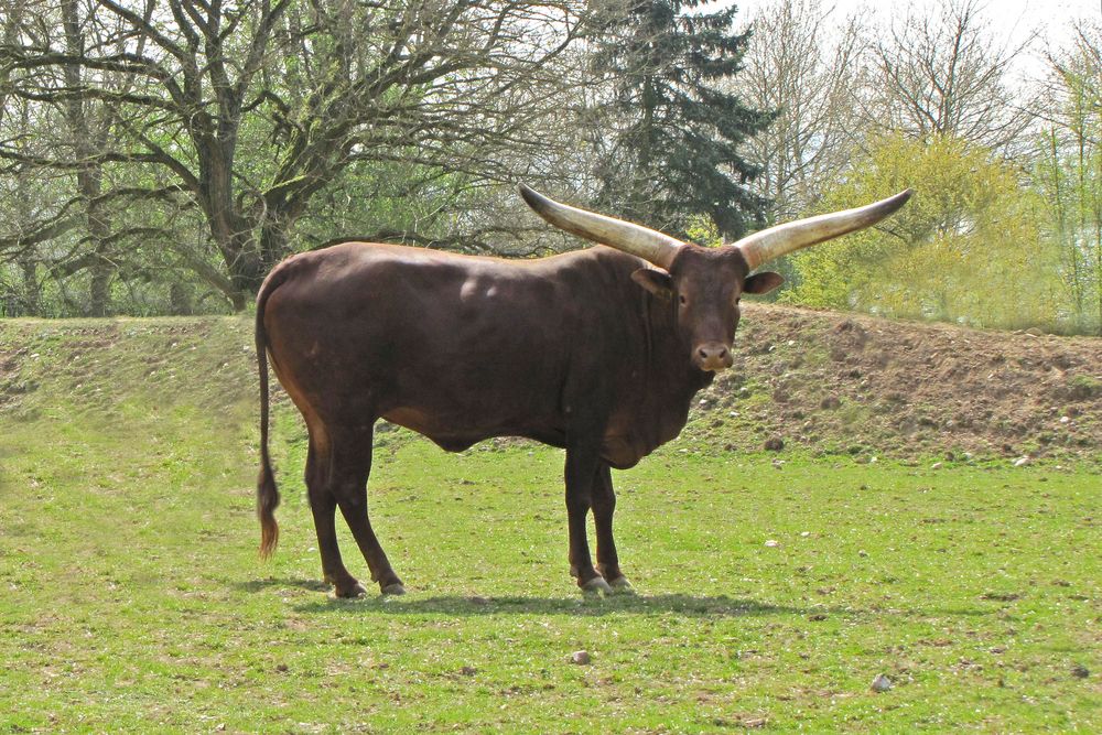 Watussirind (Zoo Neuwied)