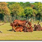 Watussirinder - Tierpark Essehof