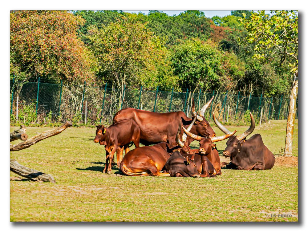 Watussirinder - Tierpark Essehof