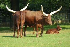 Watussirinder (Zoo Neuwied)