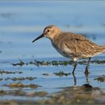 Watvögel: Alpenstrandläufer