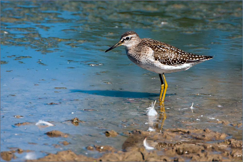 Watvögel: Bruchwasserläufer (2)