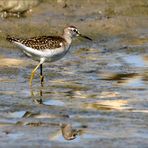 Watvögel: Bruchwasserläufer