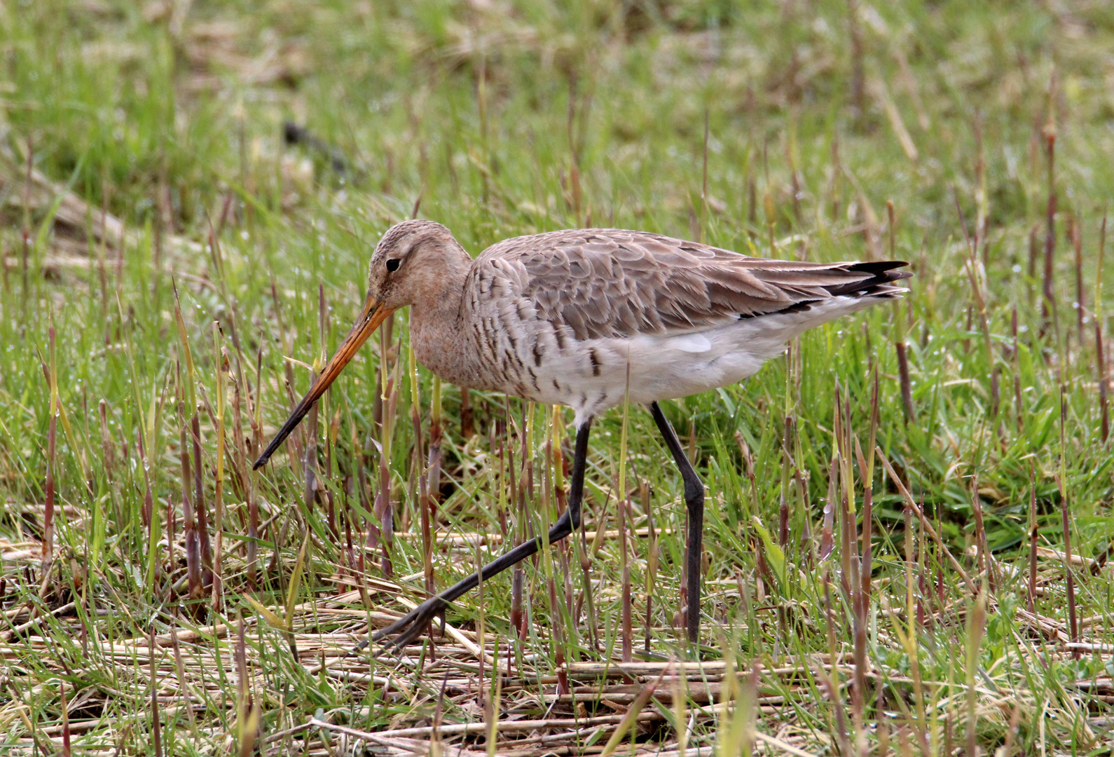 Watvögel