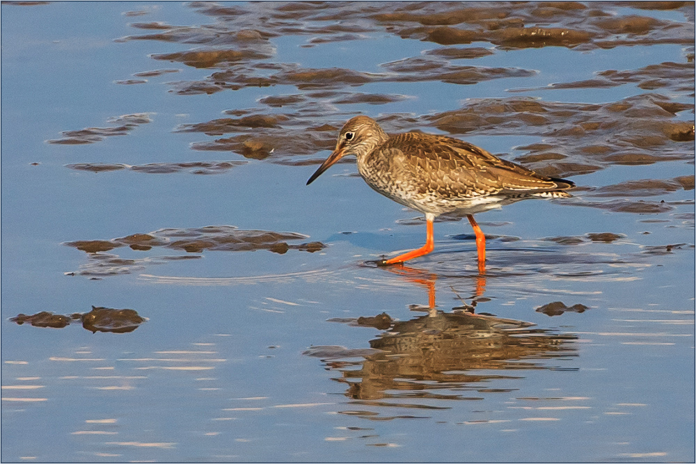 Watvögel: Rotschenkel