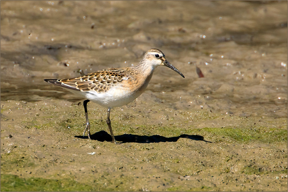 Watvögel: Sichelstrandläufer