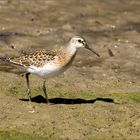 Watvögel: Sichelstrandläufer