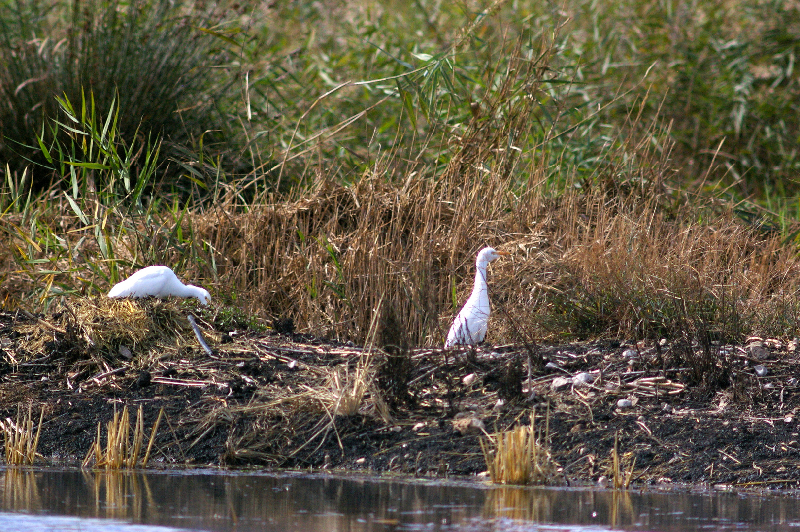 Watvogel