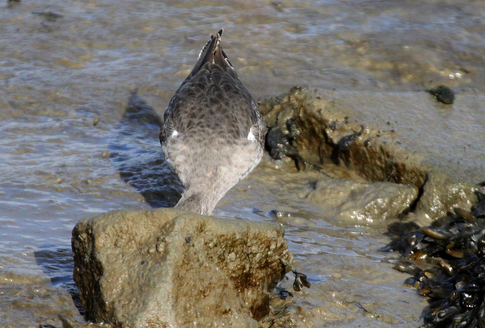 Watvogel für Fortgeschrittene