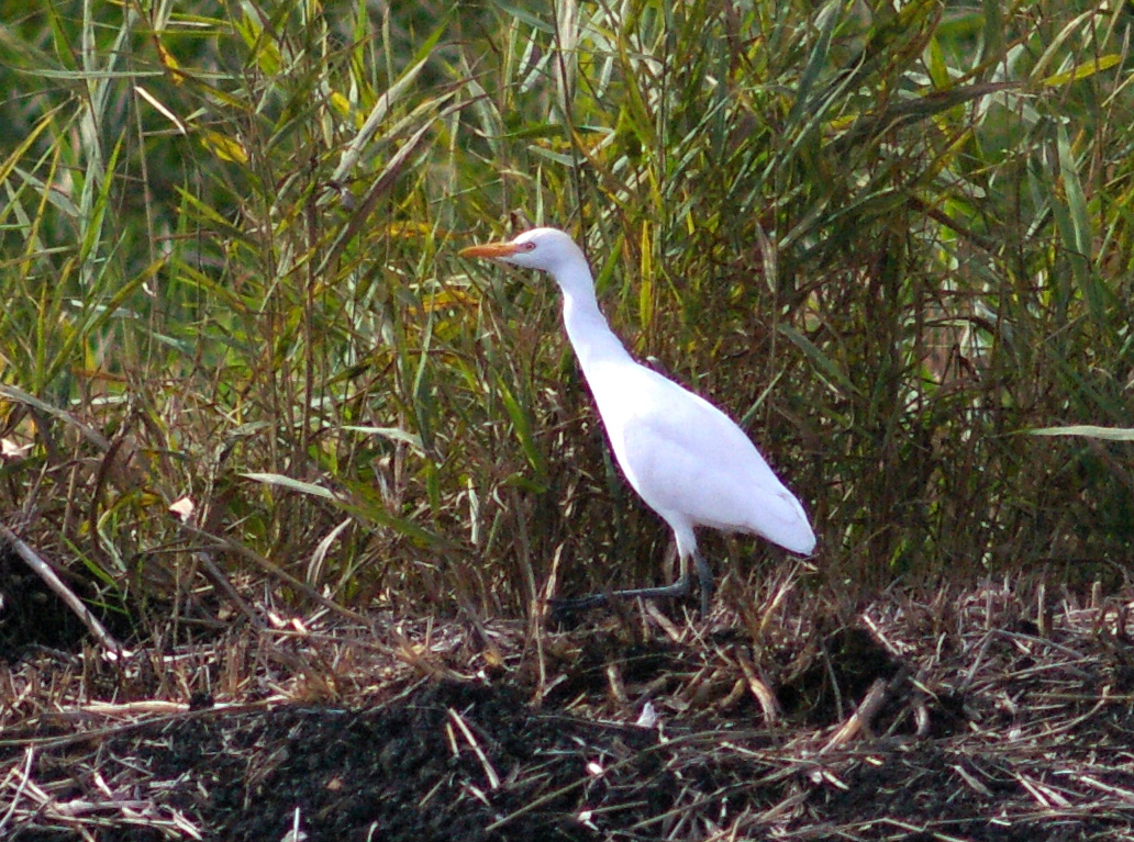 Watvogel Kuhreiher