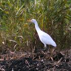 Watvogel Kuhreiher