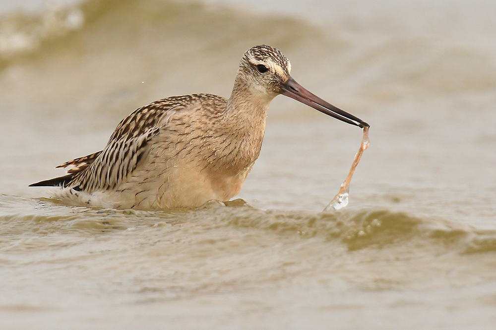  Watvogel Pfuhlschnepfe mit Wurm