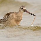  Watvogel Pfuhlschnepfe mit Wurm