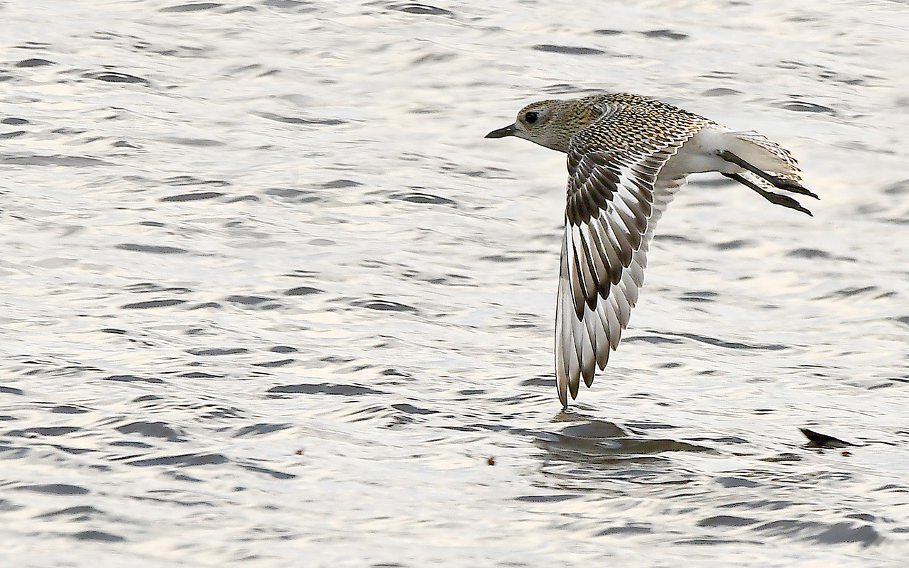 Watvogel: Regenpfeifer, Kiebitzegenpfeifer 